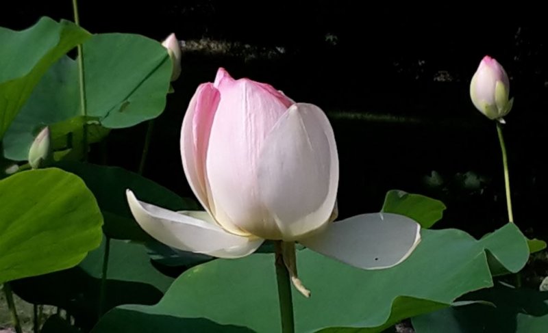 lotus_botanicgardenvienna_w.jpg