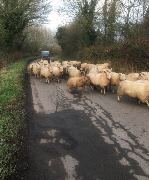 sheep-on-road.jpg